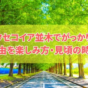 メタセコイア並木でがっかりしたことは？６つの理由と楽しみ方や見頃の時期・アクセス方法