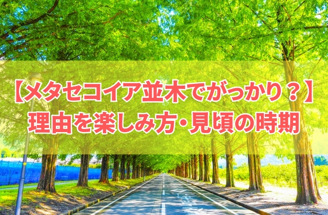 メタセコイア並木でがっかりしたことは?6つの理由と楽しみ方や見頃の時期・アクセス方法